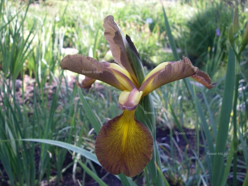Iris spuria cv. Missouri Dreamland