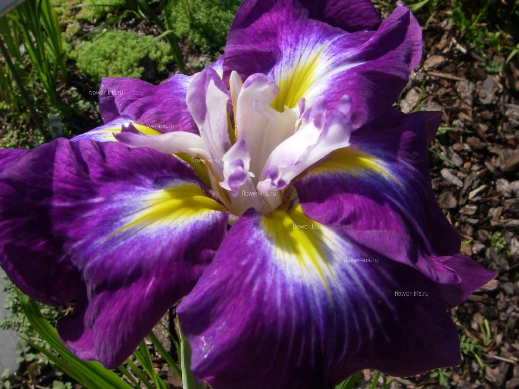 Iris ensata сорт Горянский