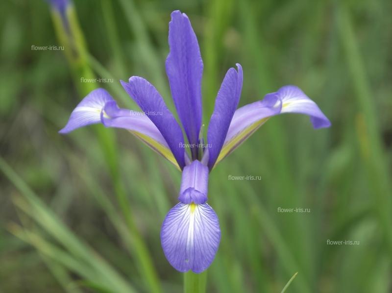 Iris pseudonotha Galushko