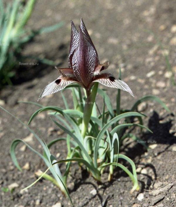 Iris acutiloba C. A. Mey.