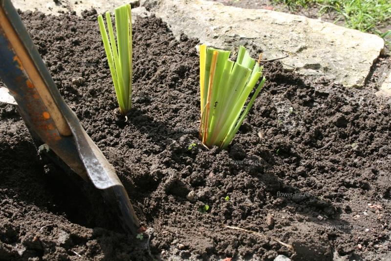 Planting 3 Irises