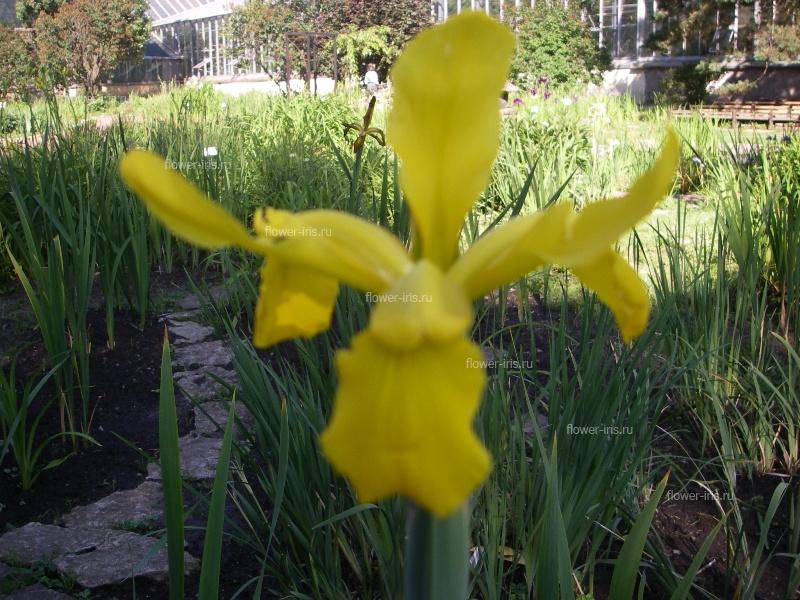 Iris spuria cv. Sanny Day