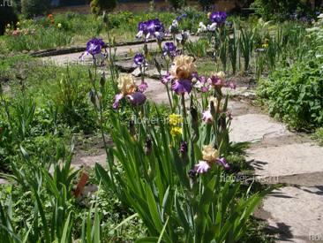 Collection of Bearded Irises 