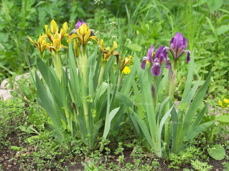 Iris scariosa Willd. ex Link
