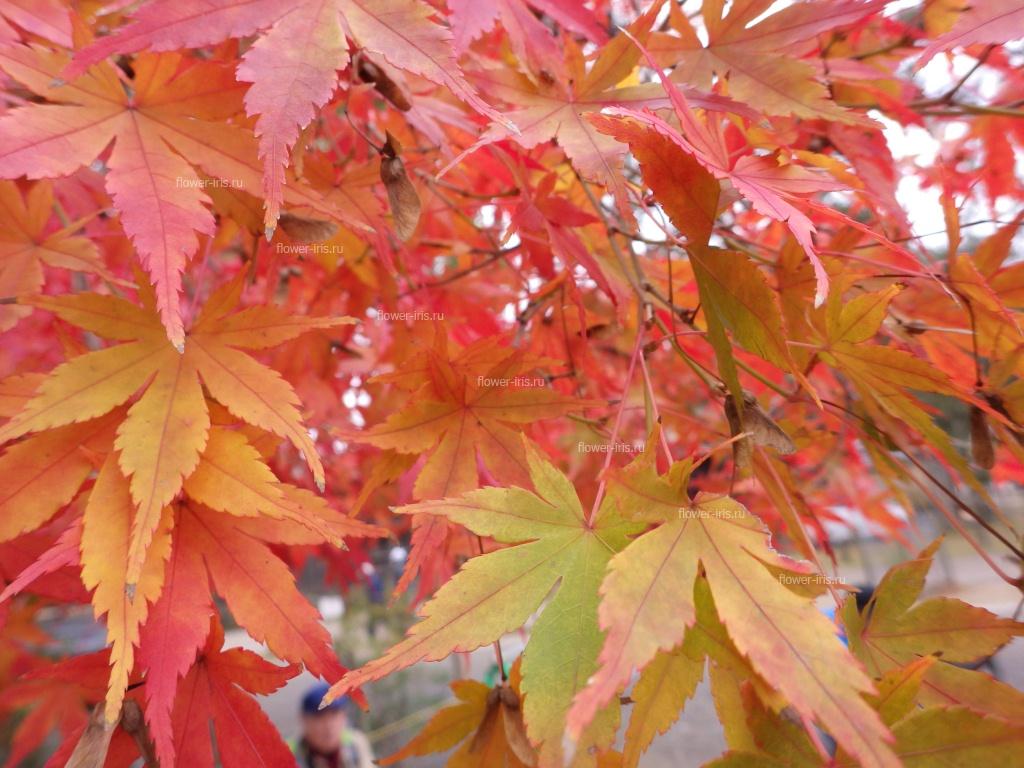 Maple Colors